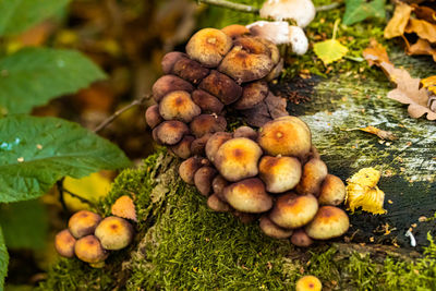 Close-up of fruits growing on field