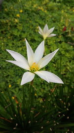 Close-up of flower