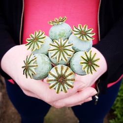 Close-up of hand holding plant