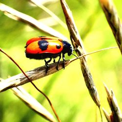 Close-up of ladybug on leaf