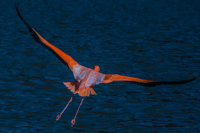 Flamingo bird flying over sea