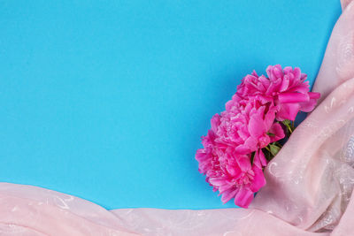 Close-up of pink rose flower in swimming pool