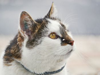 Close-up portrait of cat