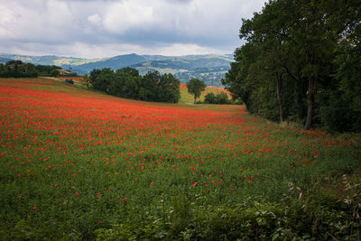 Scenic view of flowering plants and trees on field against sky