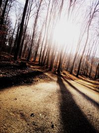 View of bare trees in forest