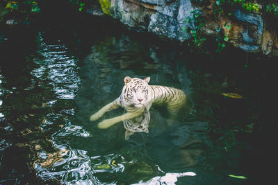 High angle view of cat swimming in pond at zoo