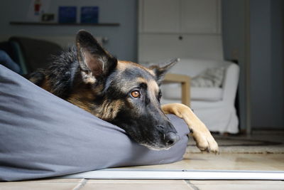 Close-up of dog resting on floor at home