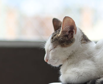 Close-up of a cat looking away
