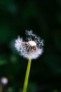 Close-up of dandelion flower