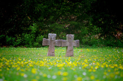 Grass growing on field