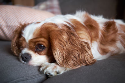 Close-up of dog lying down