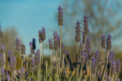 Close-up of purple flowering plants on field