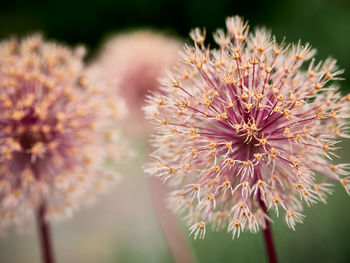 Close-up of pink flowering plant