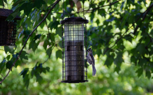 View of bird feeder