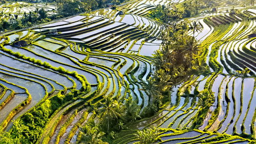 High angle view of rice paddy,rice terraces,bali indonesia