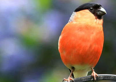 Close-up of bird perching on red outdoors