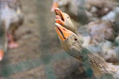 Close-up portrait of grey anser anser geese in a countryside far