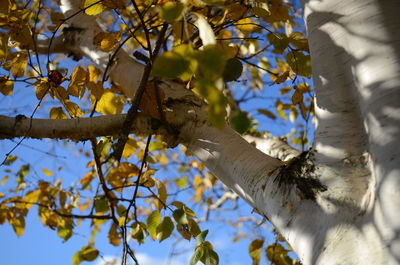 Low angle view of tree against sky