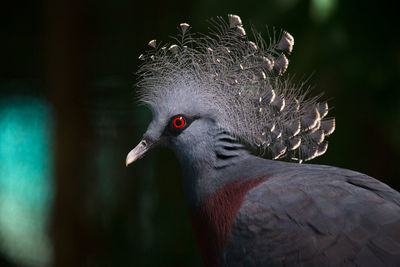 Close-up of bird perching on red outdoors