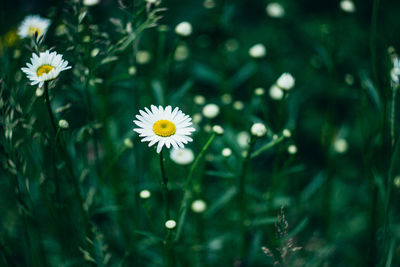 Close-up of white daisy flower