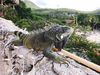 Close-up of a lizard on rock