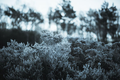 Close-up of plants