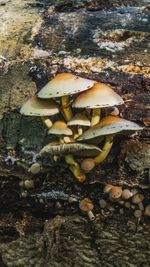 Close-up of mushrooms on beach