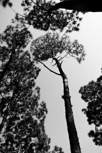 Low angle view of tree against clear sky