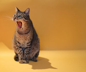 Close-up of a cat looking away
