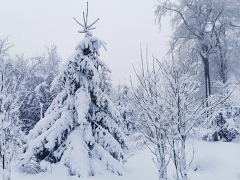 Snow covered trees on field against sky