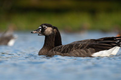 Duck swimming in lake