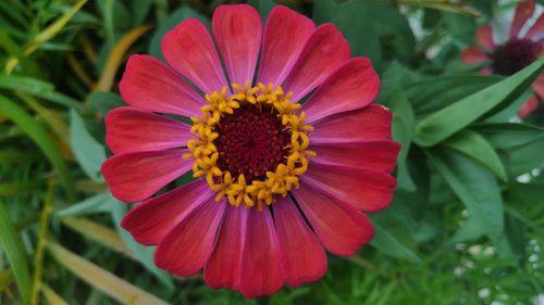 Close-up of red flower in park