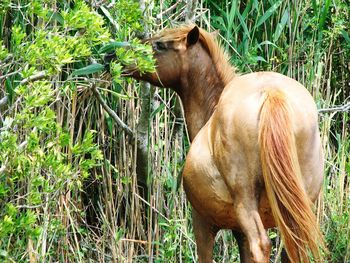 Horse on field