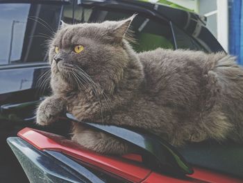 Close-up of a cat looking away