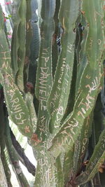 Full frame shot of succulent plant
