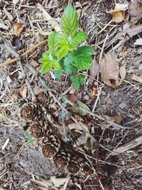 High angle view of dry leaves on field