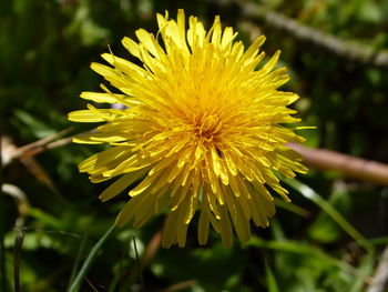 Close-up of yellow flowering plant