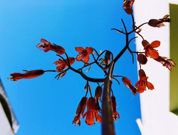 Low angle view of flowers against clear blue sky