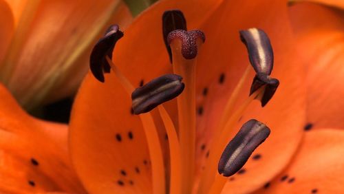 Close-up of orange flower