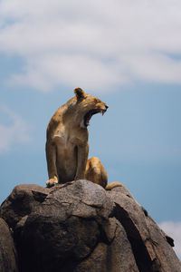 Low angle view of cat sitting on rock against sky