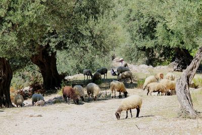 Sheep grazing on field