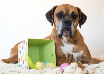 Portrait of boxer dog lying on rug with colorful plastic easter eggs against white background