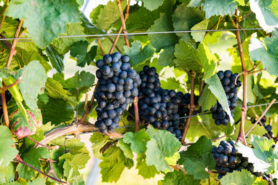 Close-up of grapes growing in vineyard