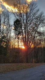 Sun shining through trees