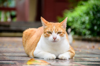 Portrait of cat sitting on floor