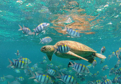 Sea turtle and fishes swimming in sea