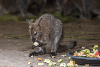 Close up of a eating food