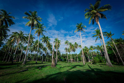 Panoramic view of palm trees against sky