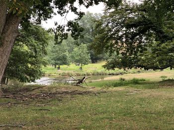 Trees on field in forest