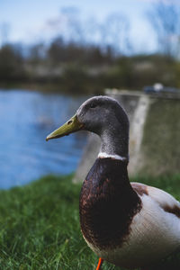 Close-up of bird on lakeshore